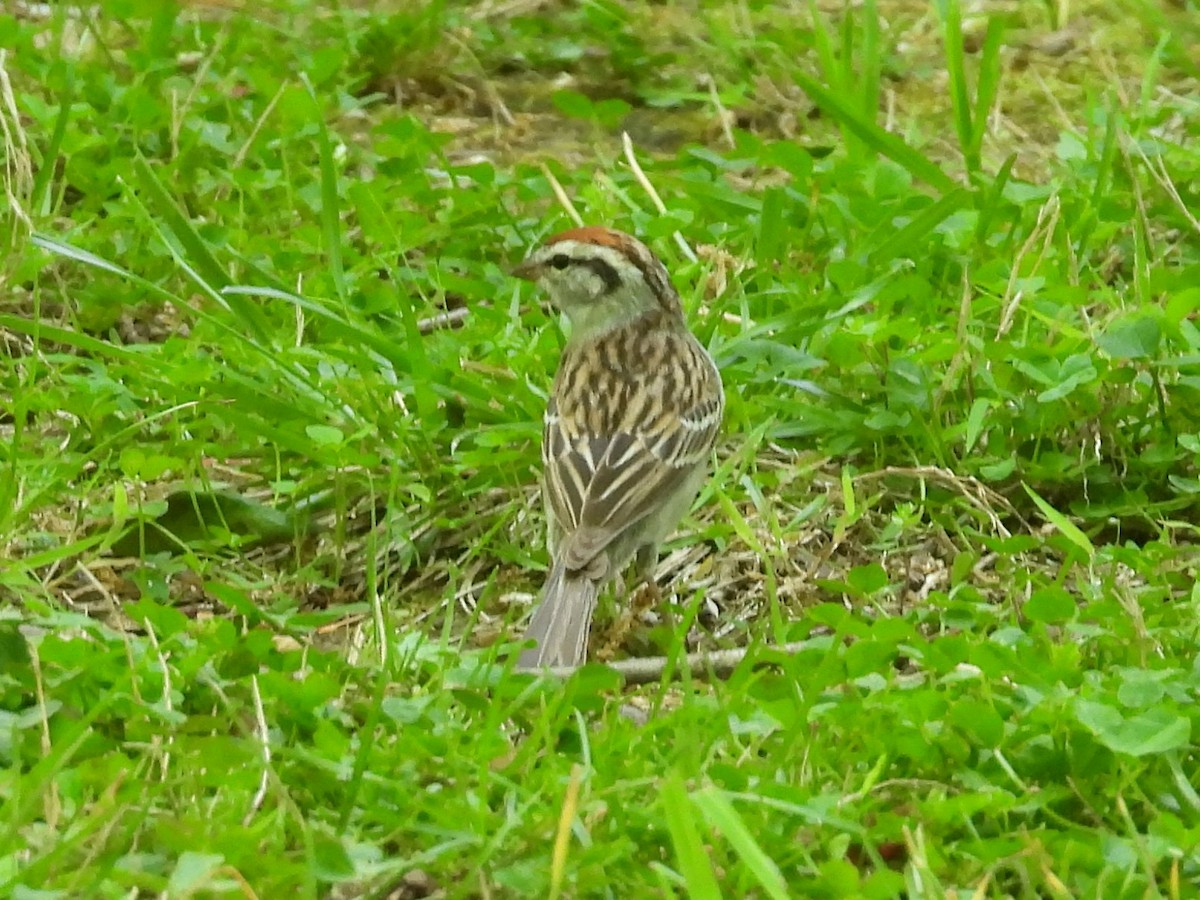Chipping Sparrow - ML618356933