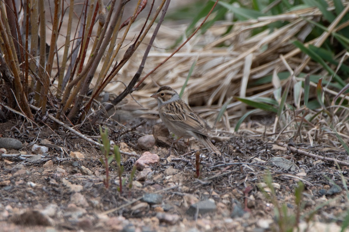 Clay-colored Sparrow - ML618356940