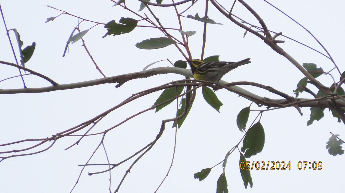 Townsend's Warbler - Zehava Purim-Adimor