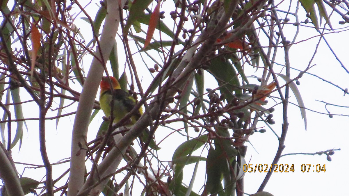 Western Tanager - ML618356966