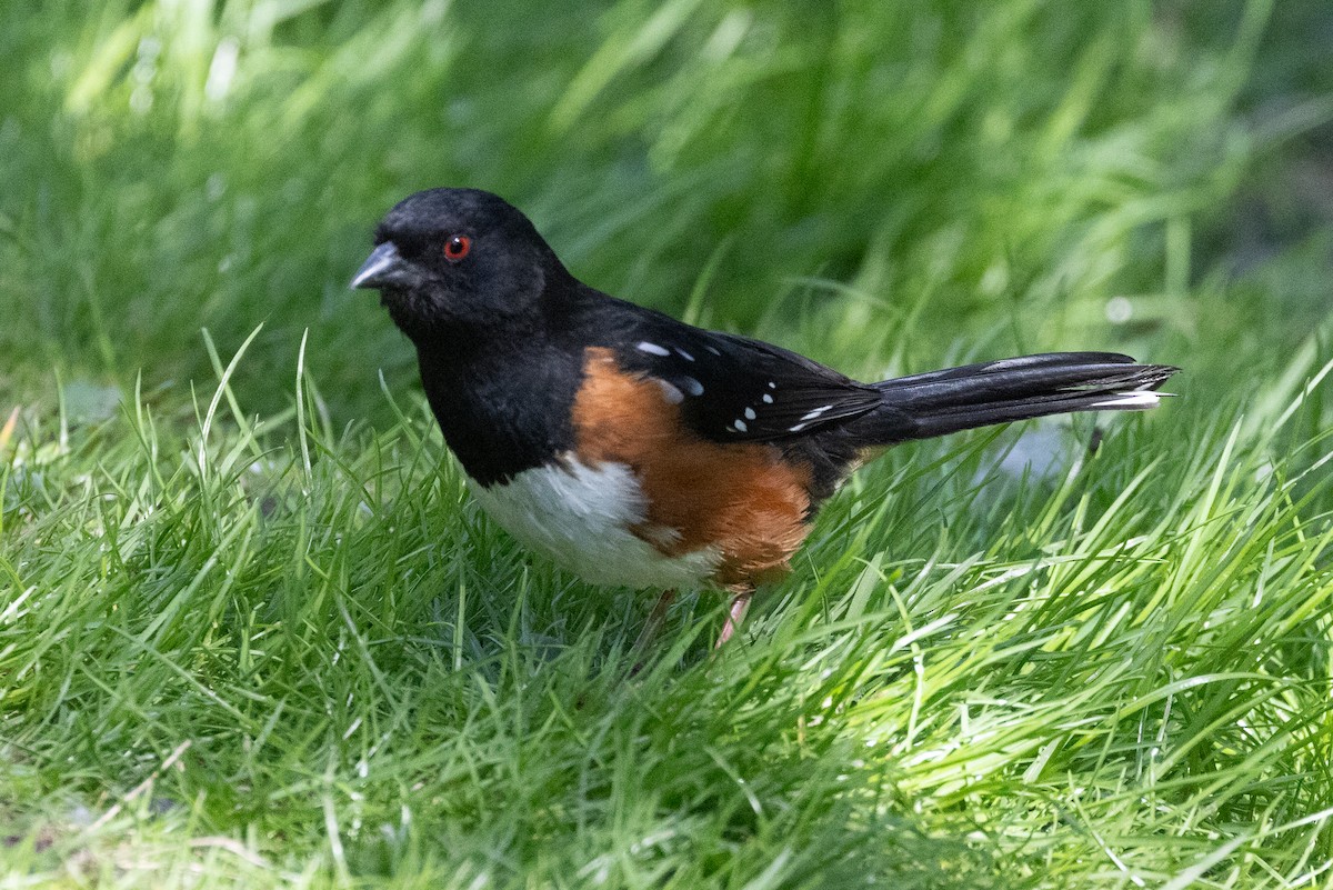 Spotted Towhee - ML618356981