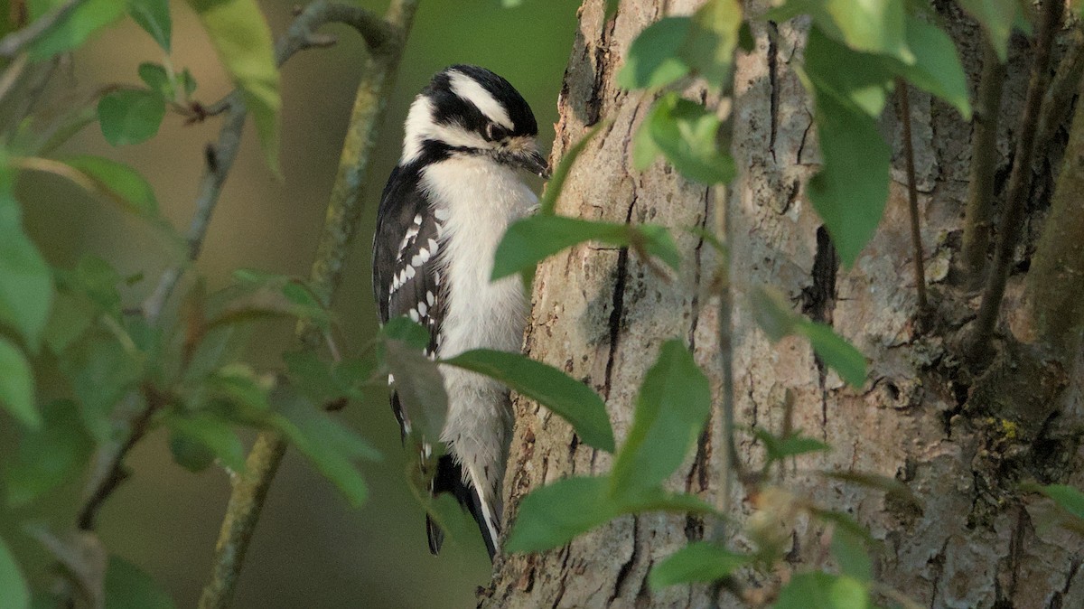 Downy Woodpecker - ML618357011