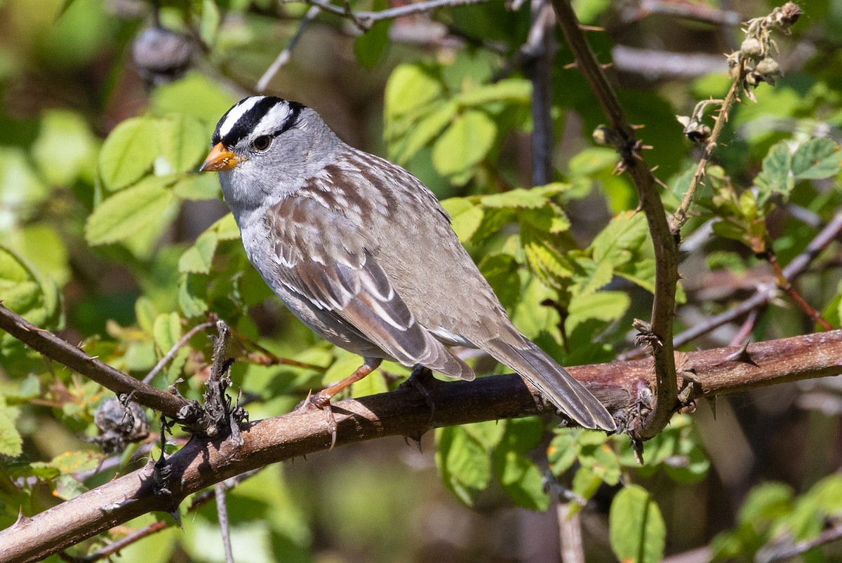 White-crowned Sparrow - ML618357016