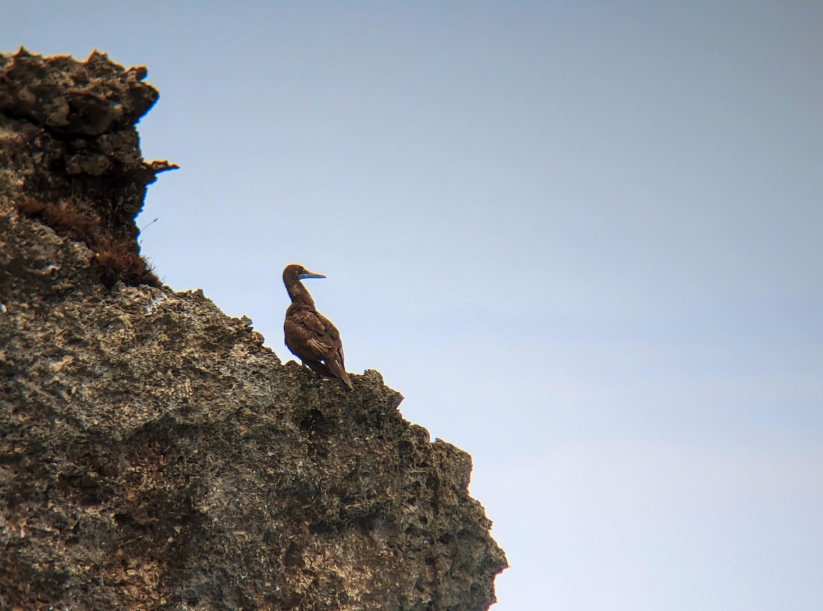 Brown Booby - ML618357024