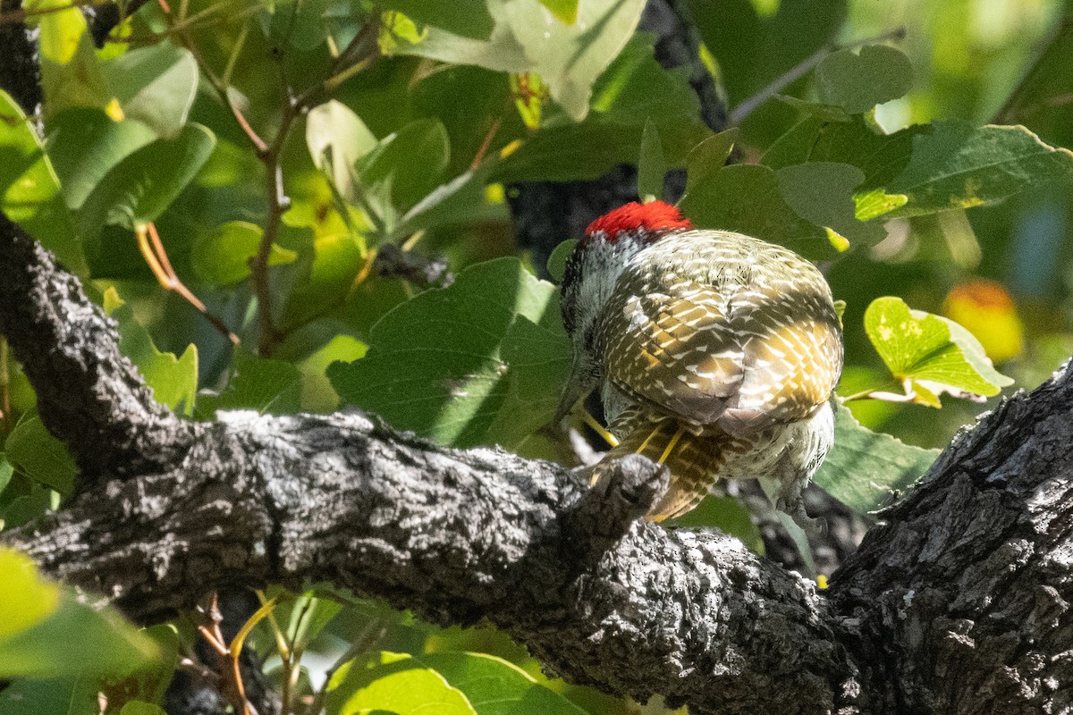 Golden-tailed Woodpecker - ML618357038