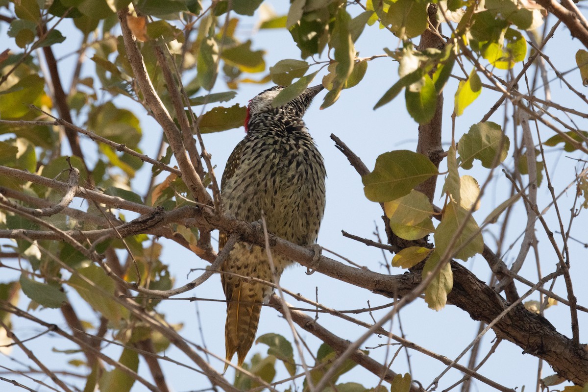 Golden-tailed Woodpecker - ML618357039