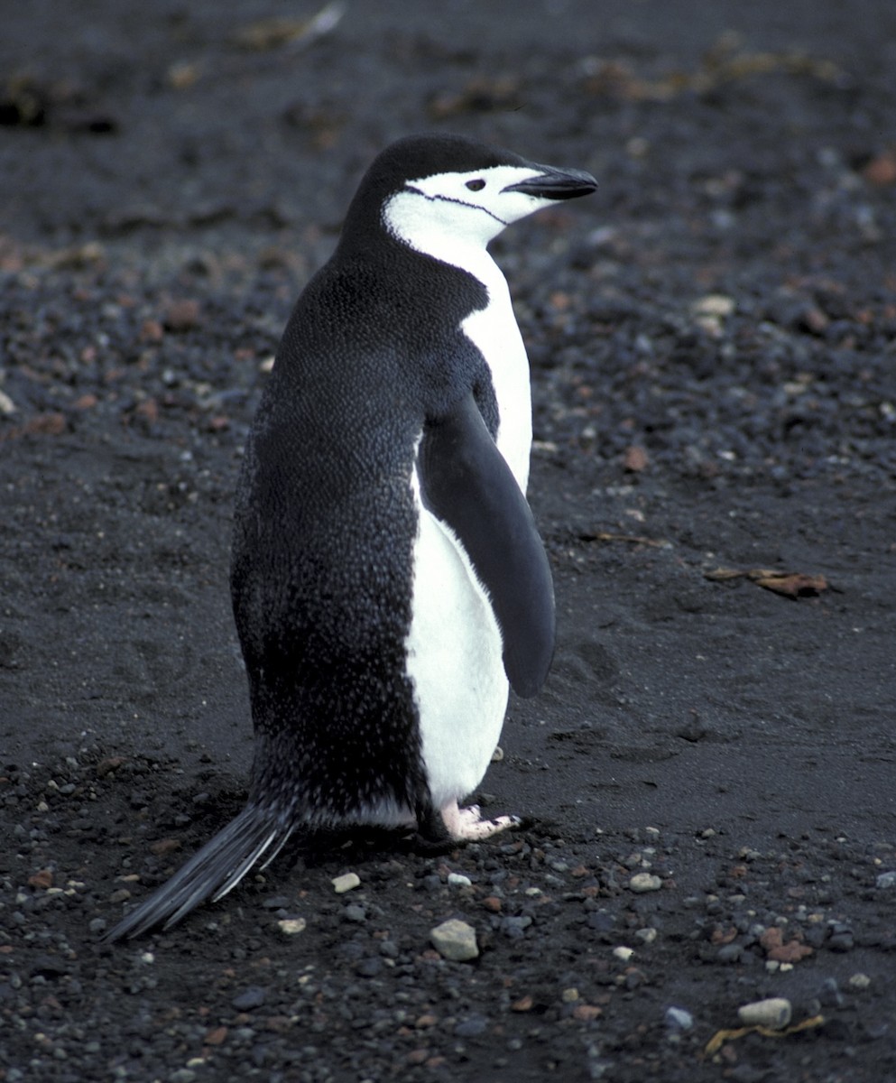 Chinstrap Penguin - R O