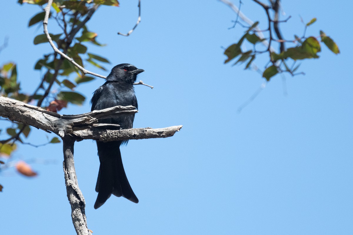 Fork-tailed Drongo - ML618357045