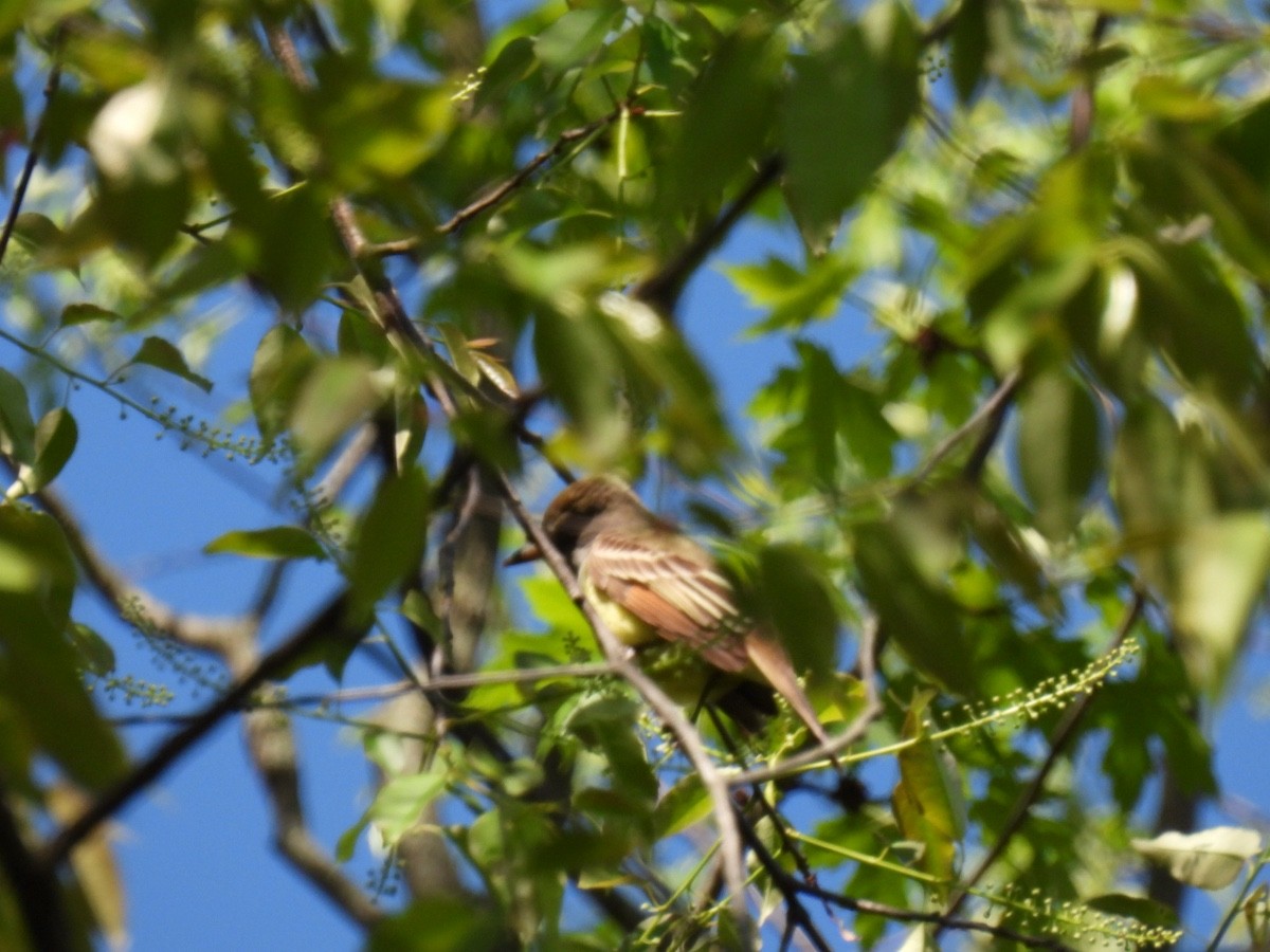 Great Crested Flycatcher - ML618357070