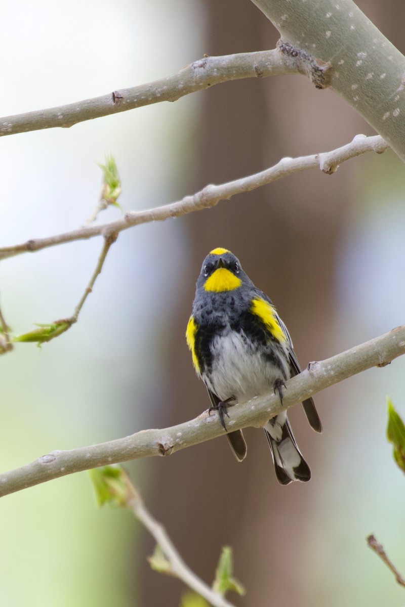 Yellow-rumped Warbler (Audubon's) - ML618357080