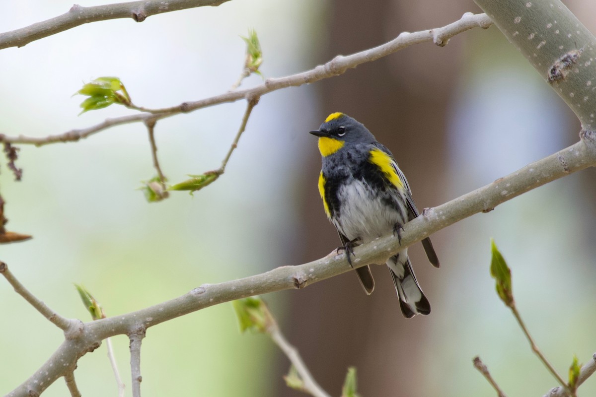 Yellow-rumped Warbler (Audubon's) - ML618357081