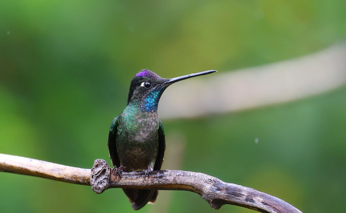Talamanca Hummingbird - ML618357104