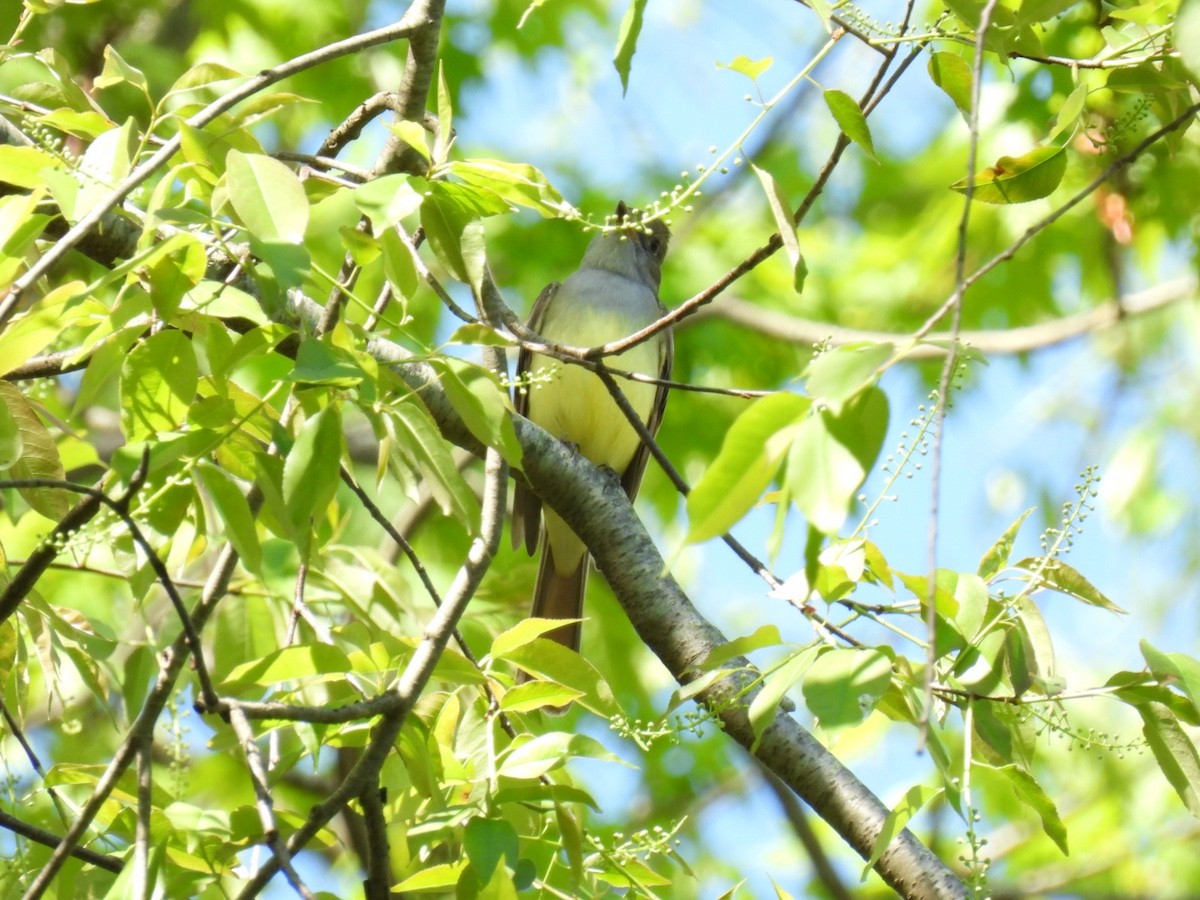 Great Crested Flycatcher - ML618357111