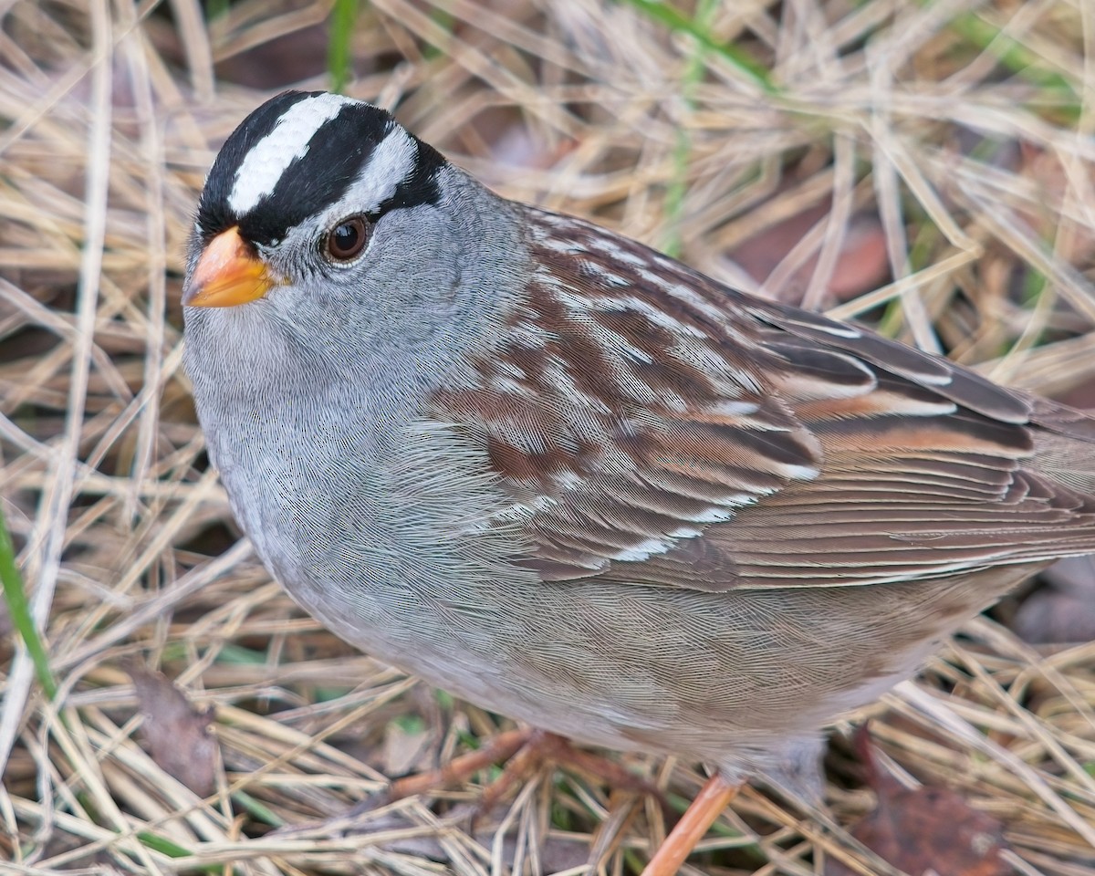 White-crowned Sparrow - ML618357116