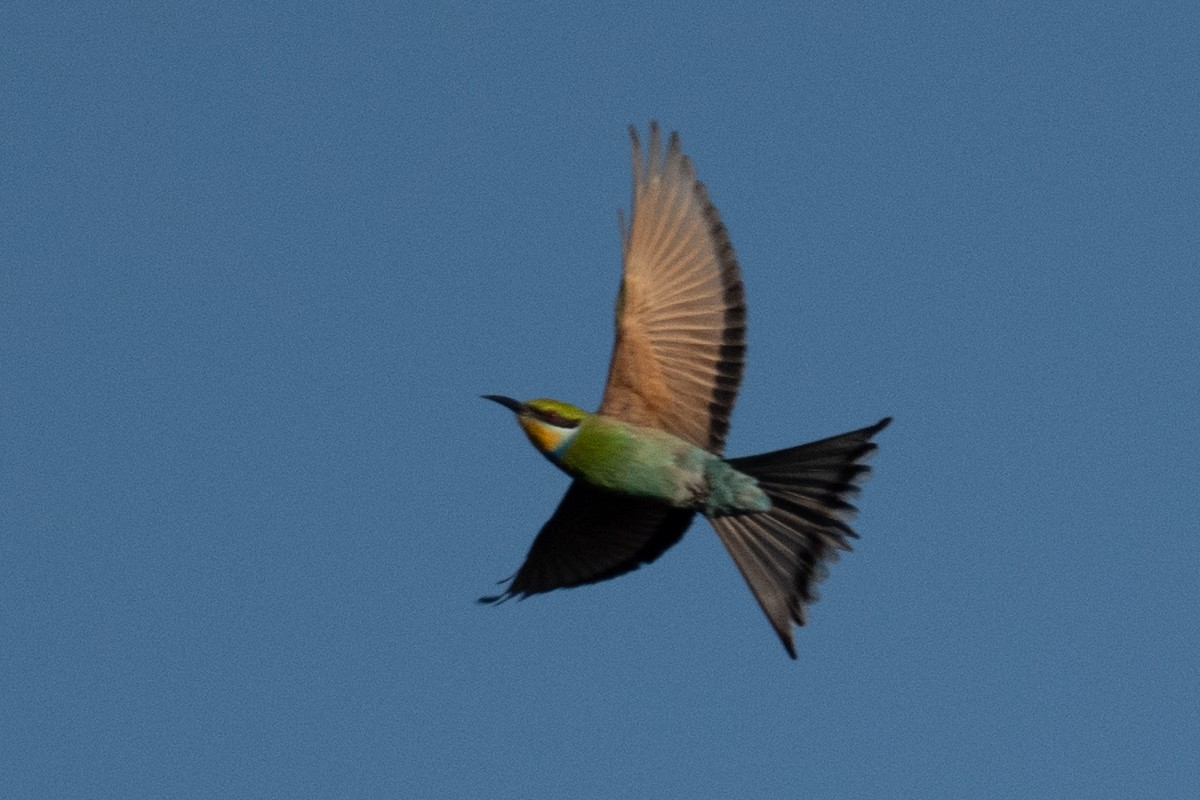 Swallow-tailed Bee-eater - Ross Bartholomew