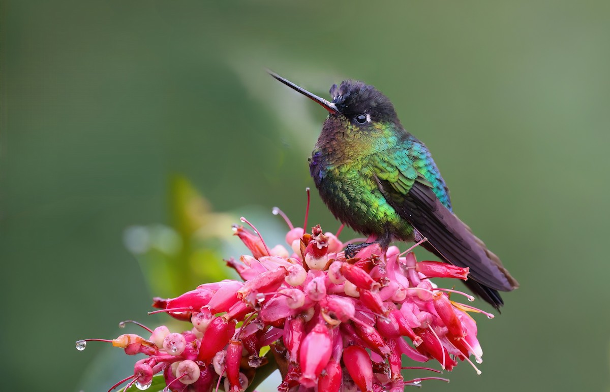 Fiery-throated Hummingbird - Channa Jayasinghe