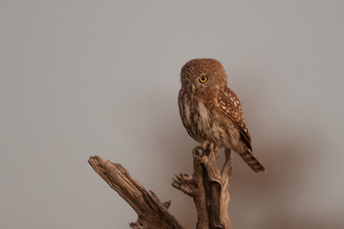 Pearl-spotted Owlet - ML618357145