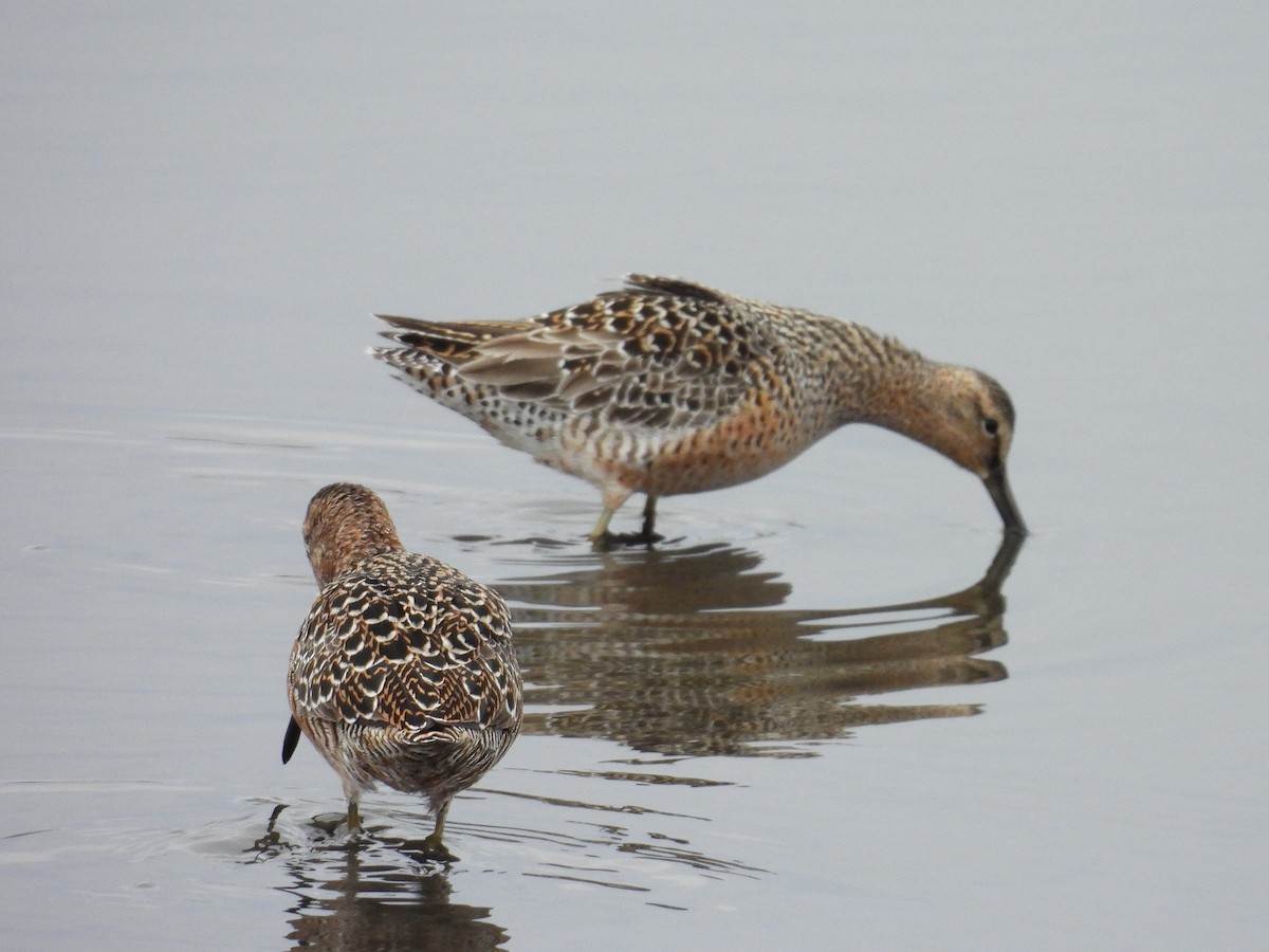 Long-billed Dowitcher - ML618357152