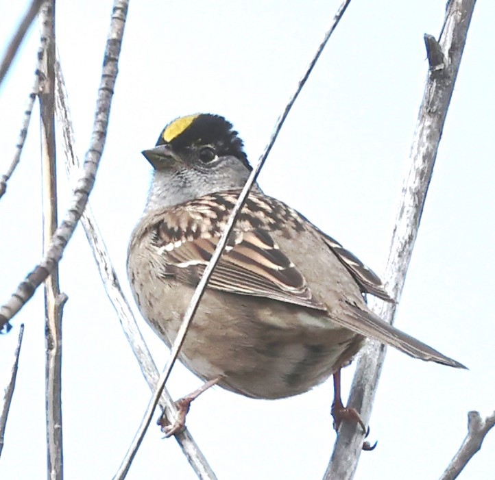 Golden-crowned Sparrow - Dale & Margaret Raven