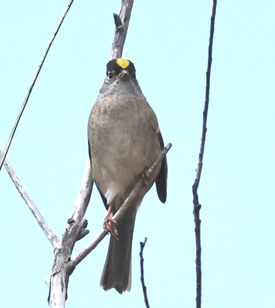 Golden-crowned Sparrow - ML618357154