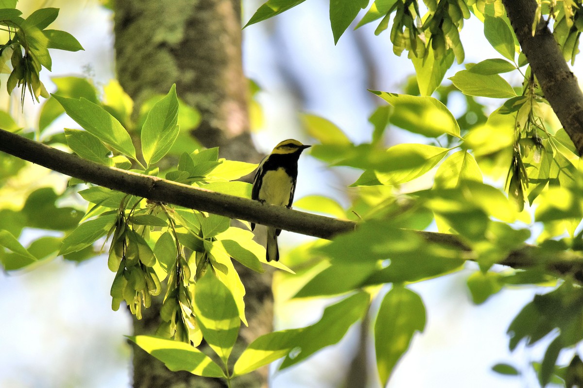 Black-throated Green Warbler - Jeffrey Wilkins