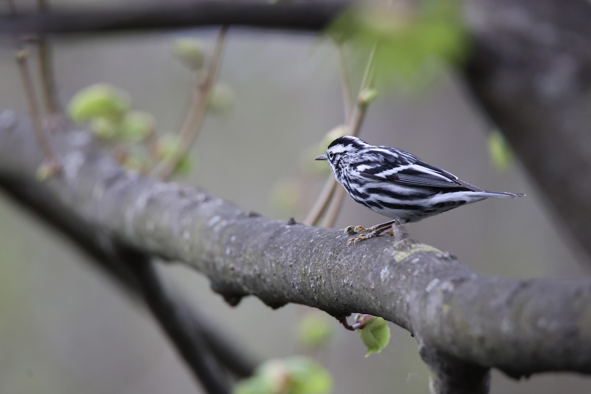 Black-and-white Warbler - ML618357165