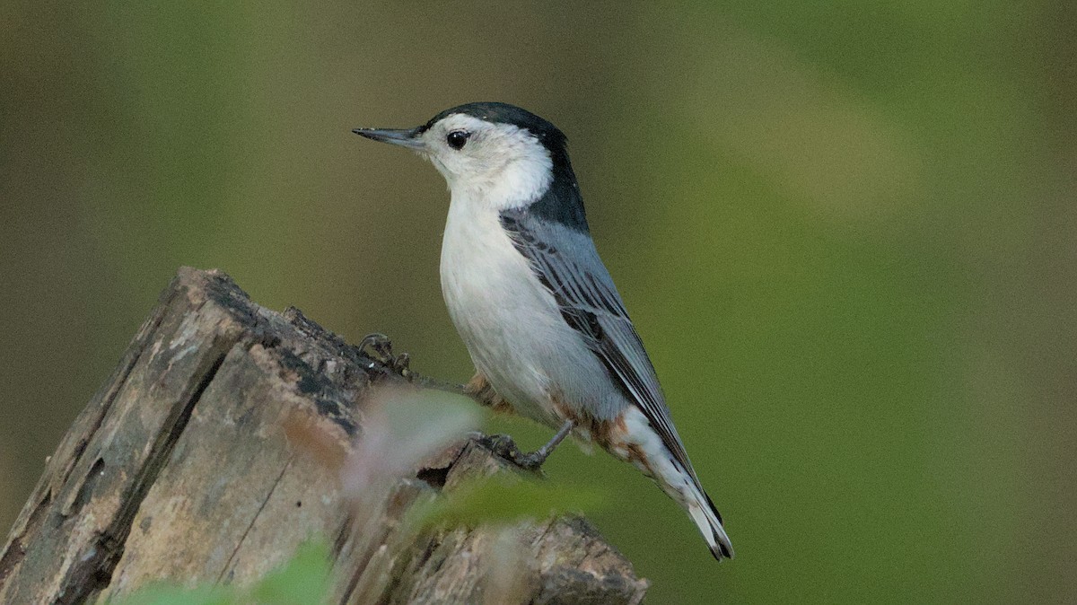 White-breasted Nuthatch - ML618357167