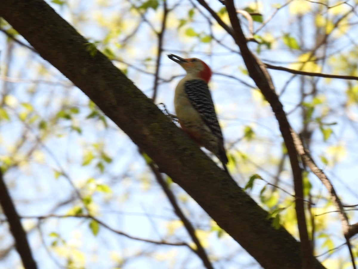 Red-bellied Woodpecker - ML618357174