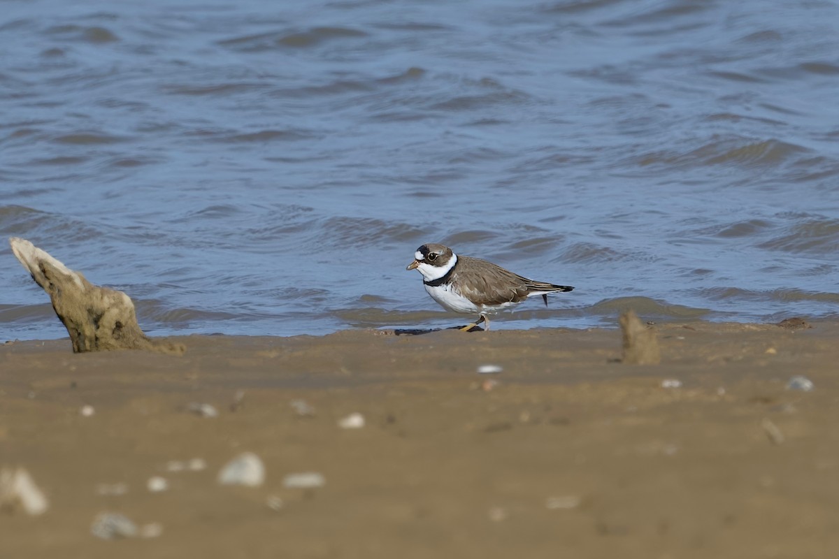 Semipalmated Plover - ML618357195