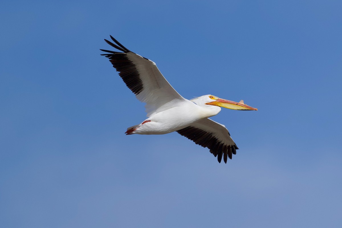 American White Pelican - ML618357218