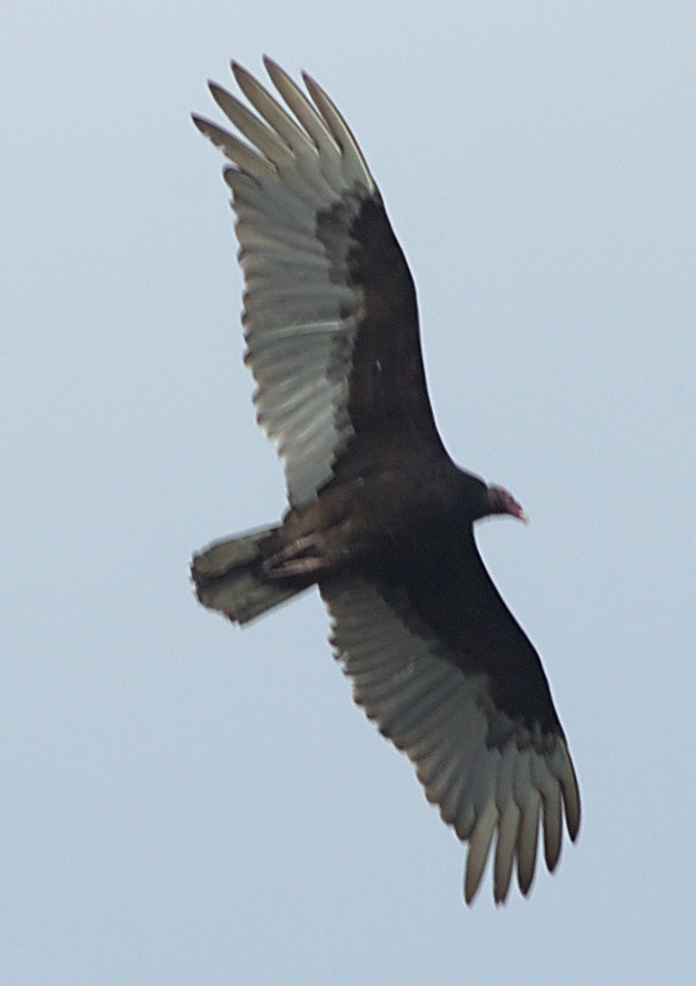 Turkey Vulture - ML618357226