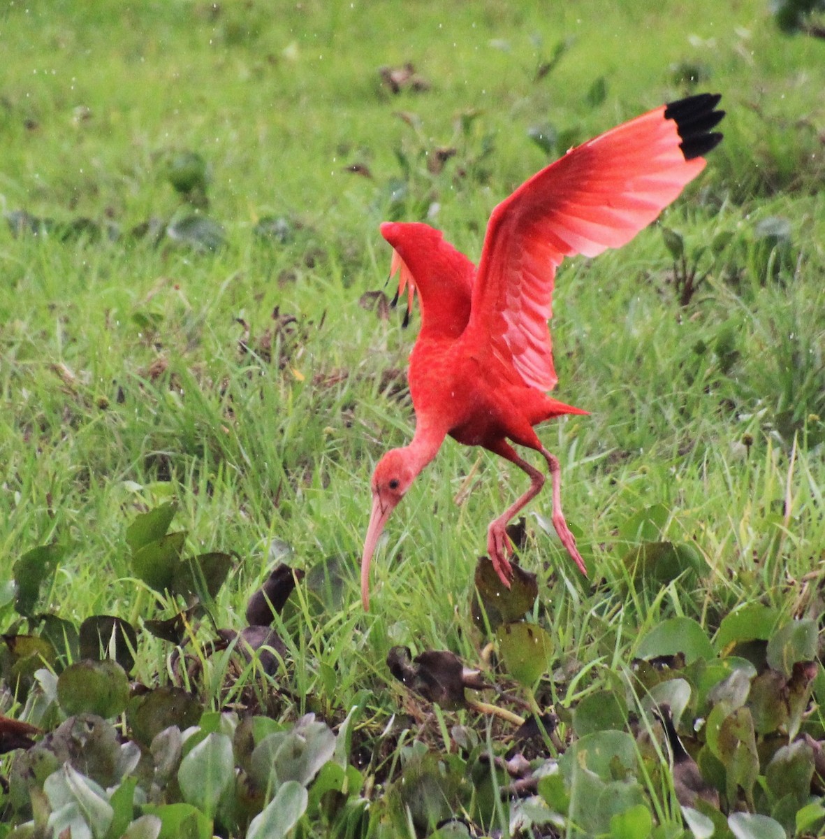 ibis rudý - ML618357227