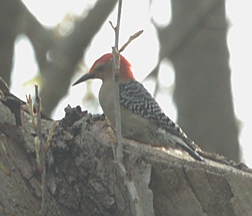 Red-bellied Woodpecker - ML618357230