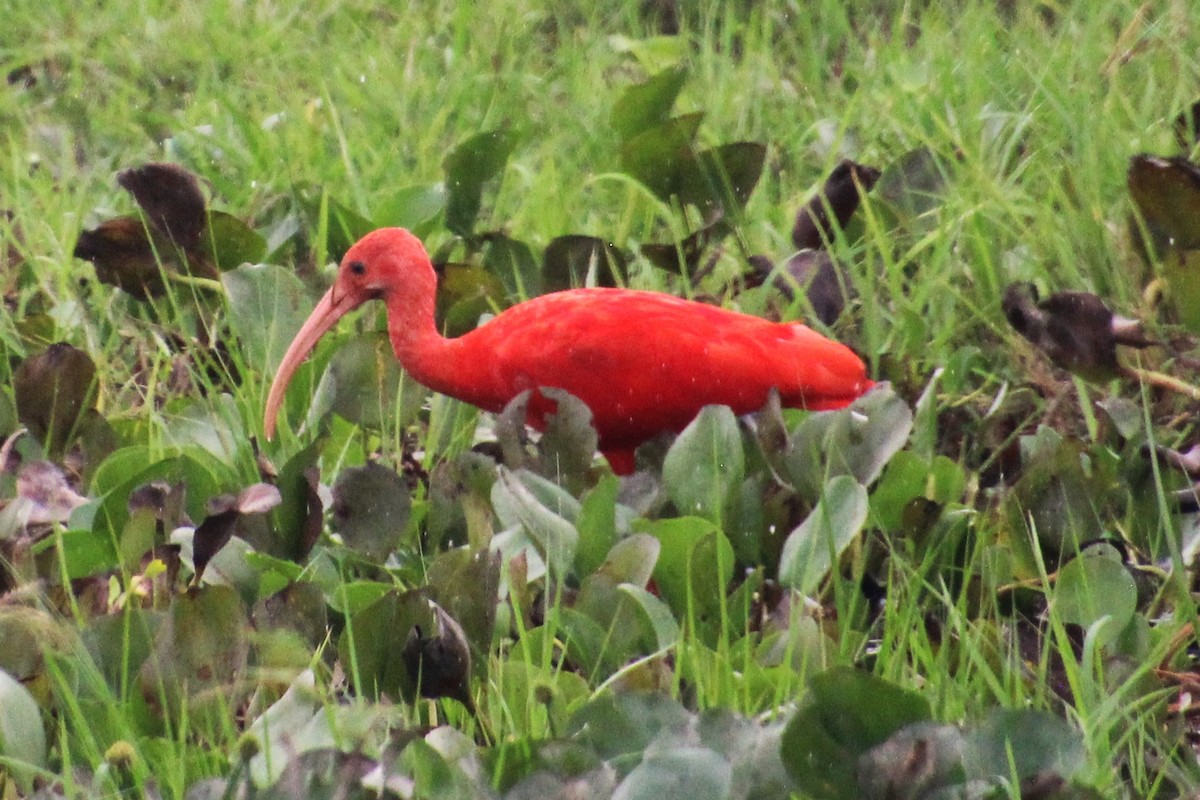 ibis rudý - ML618357234