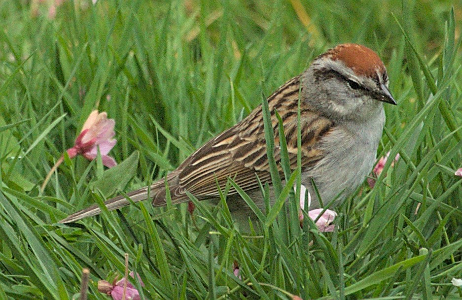Chipping Sparrow - ML618357238