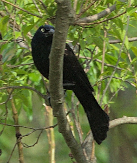 Common Grackle - sicloot