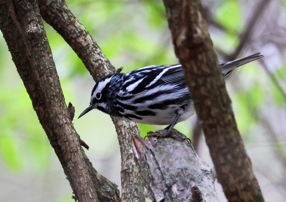 Black-and-white Warbler - ML618357272