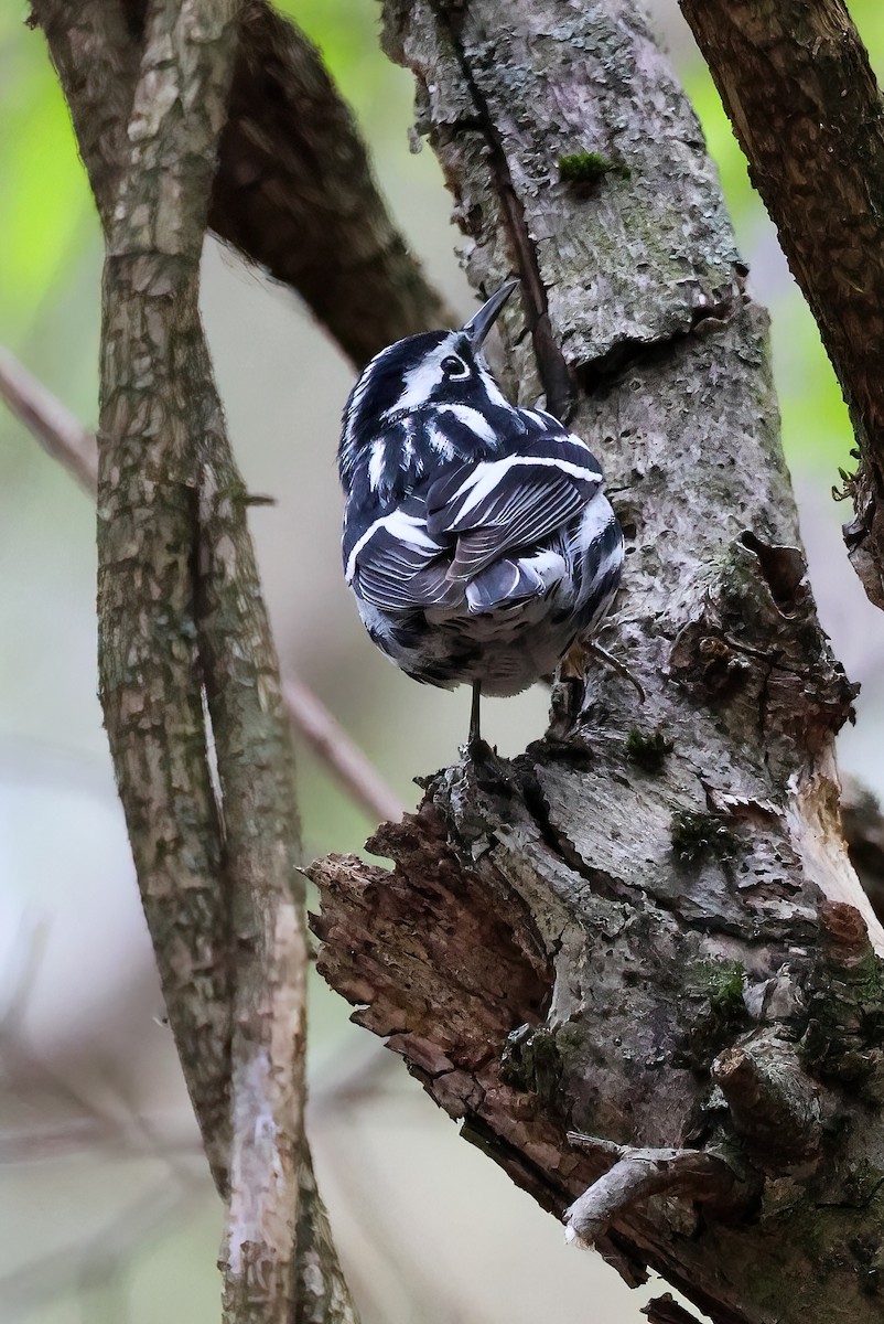 Black-and-white Warbler - ML618357273