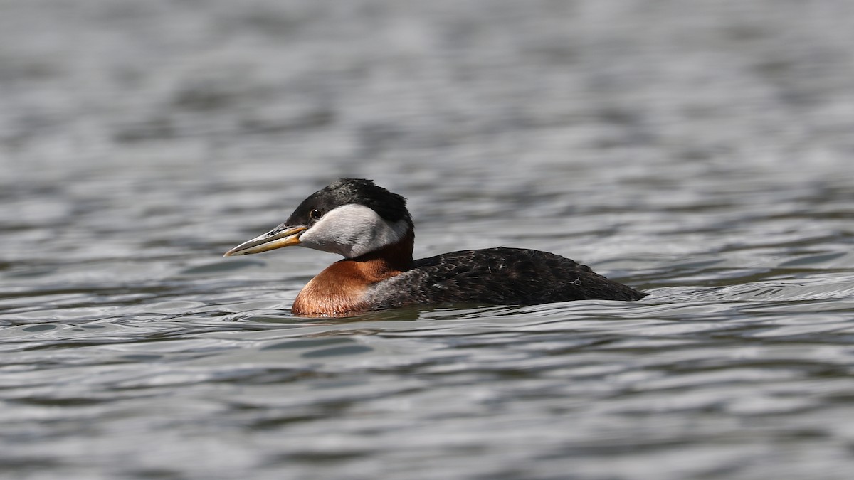 Red-necked Grebe - ML618357286