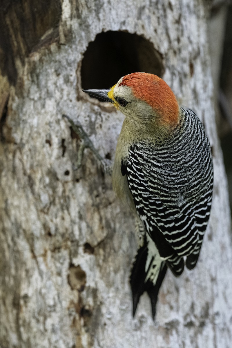 Yucatan Woodpecker - ML618357298