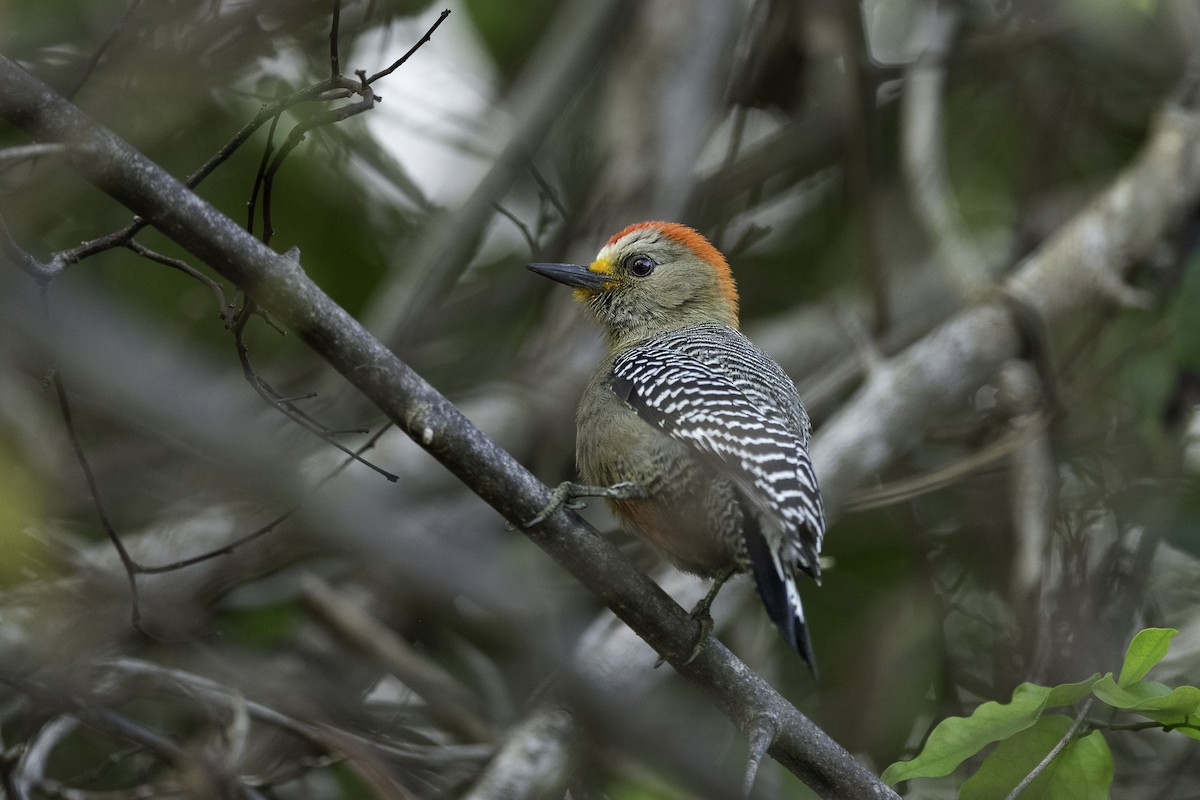 Yucatan Woodpecker - ML618357299