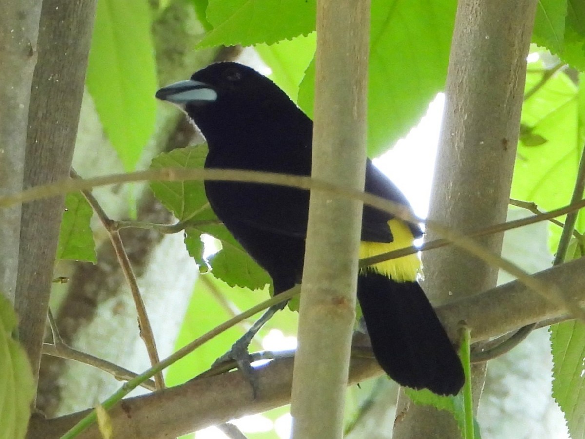 Flame-rumped Tanager - ML618357310
