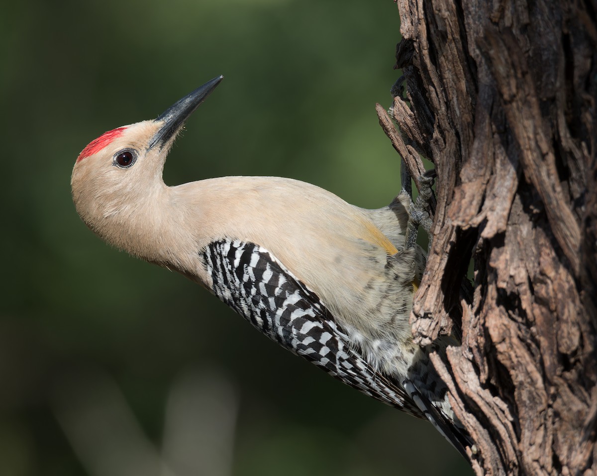 Gila Woodpecker - ML618357324