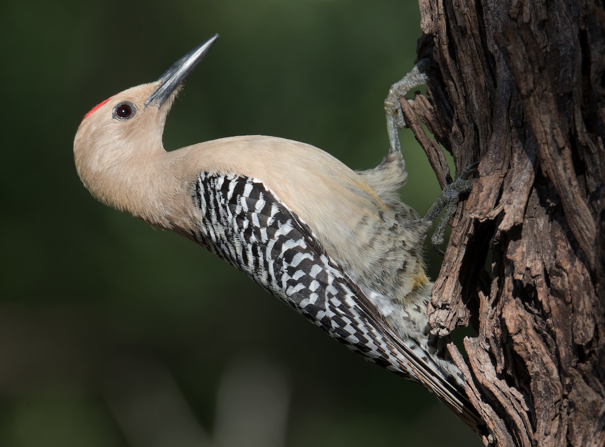 Gila Woodpecker - ML618357327