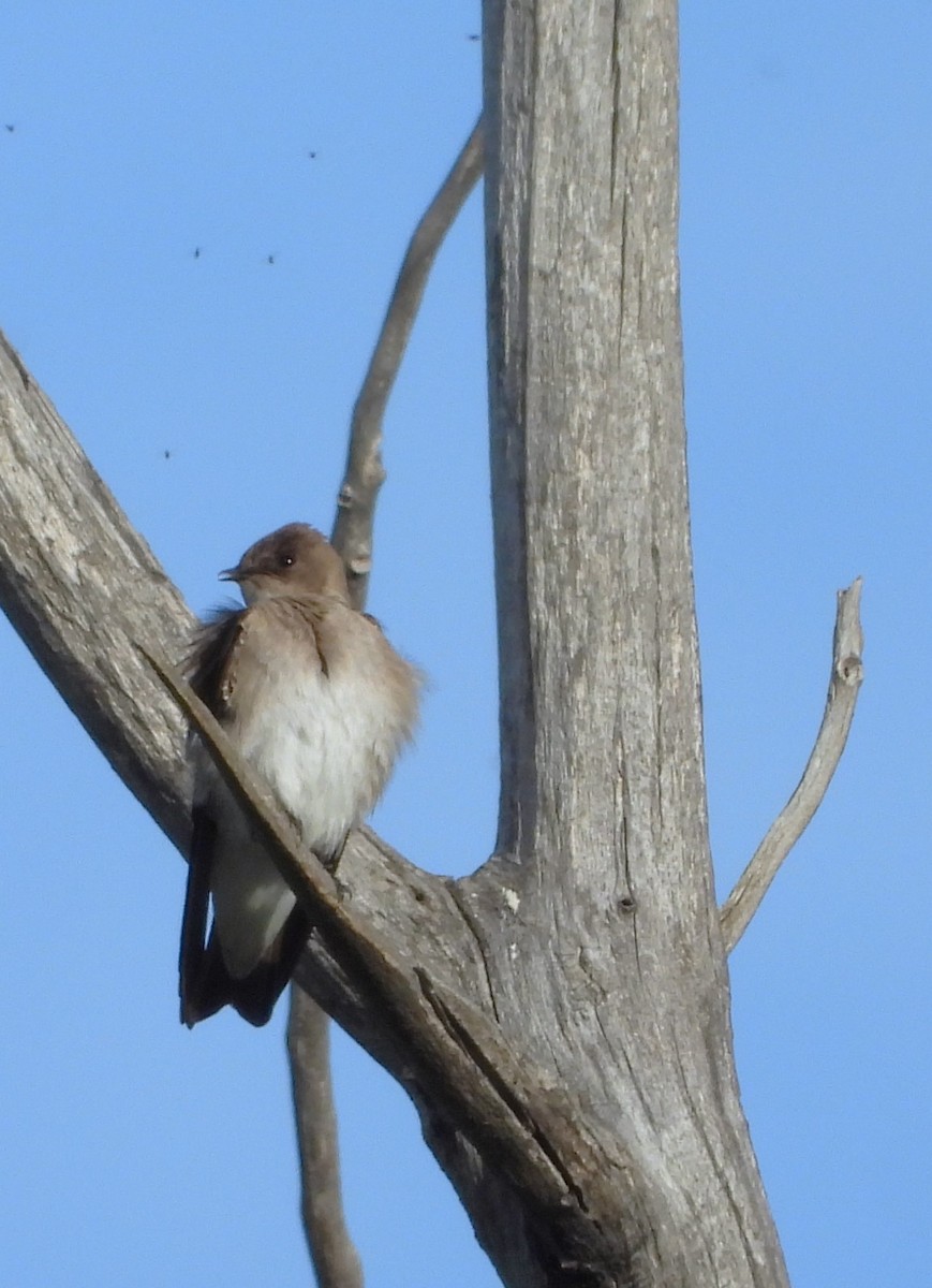 Northern Rough-winged Swallow - ML618357329