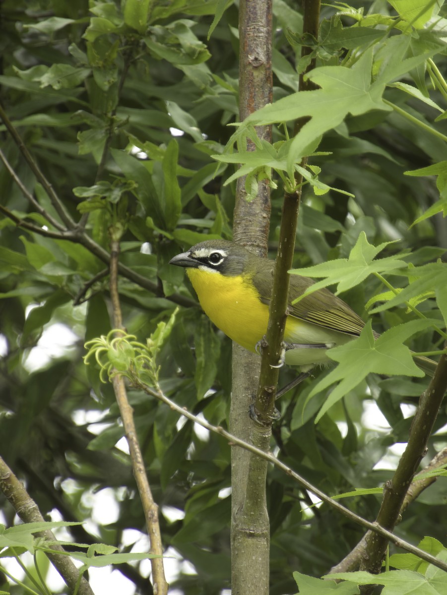Yellow-breasted Chat - ML618357339