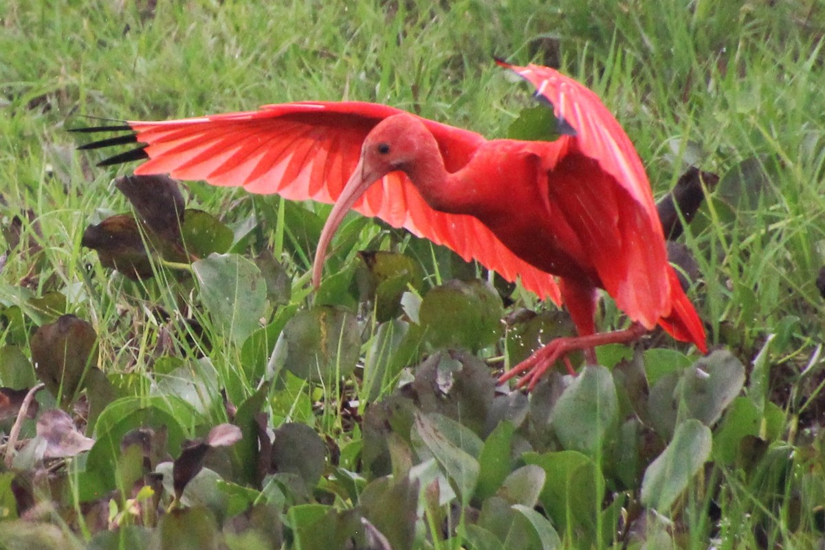 ibis rudý - ML618357347