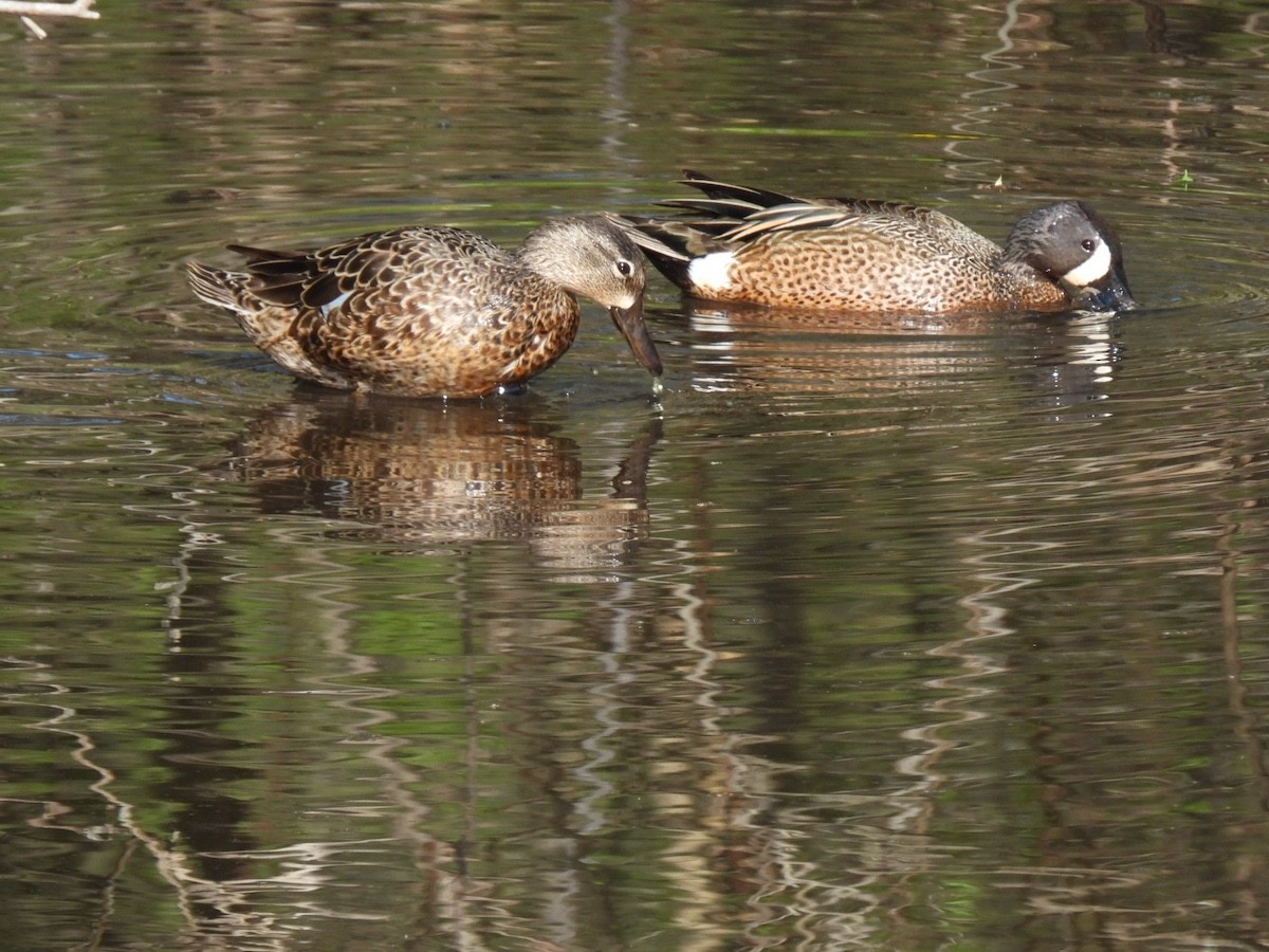 Blue-winged Teal - ML618357357