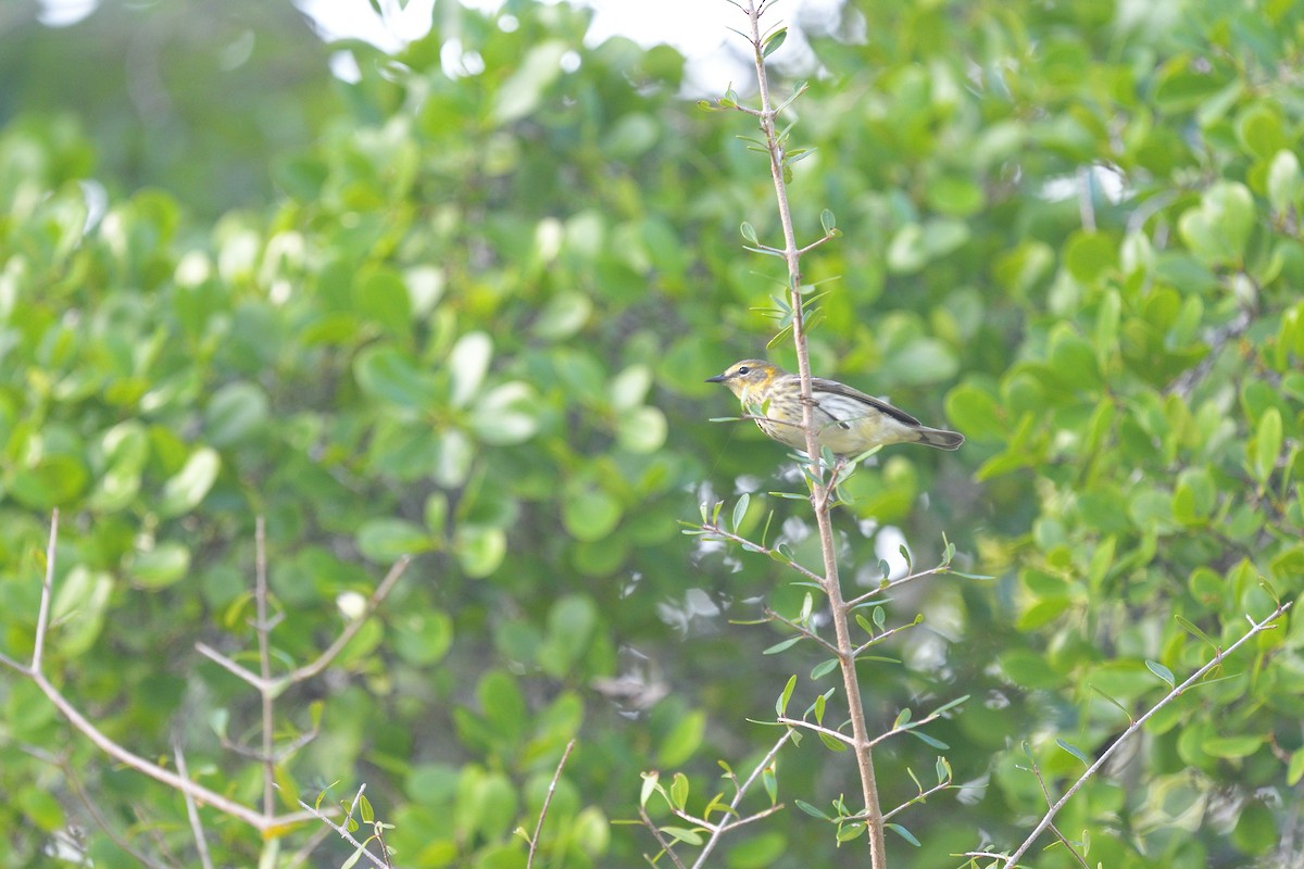 Cape May Warbler - ML618357359