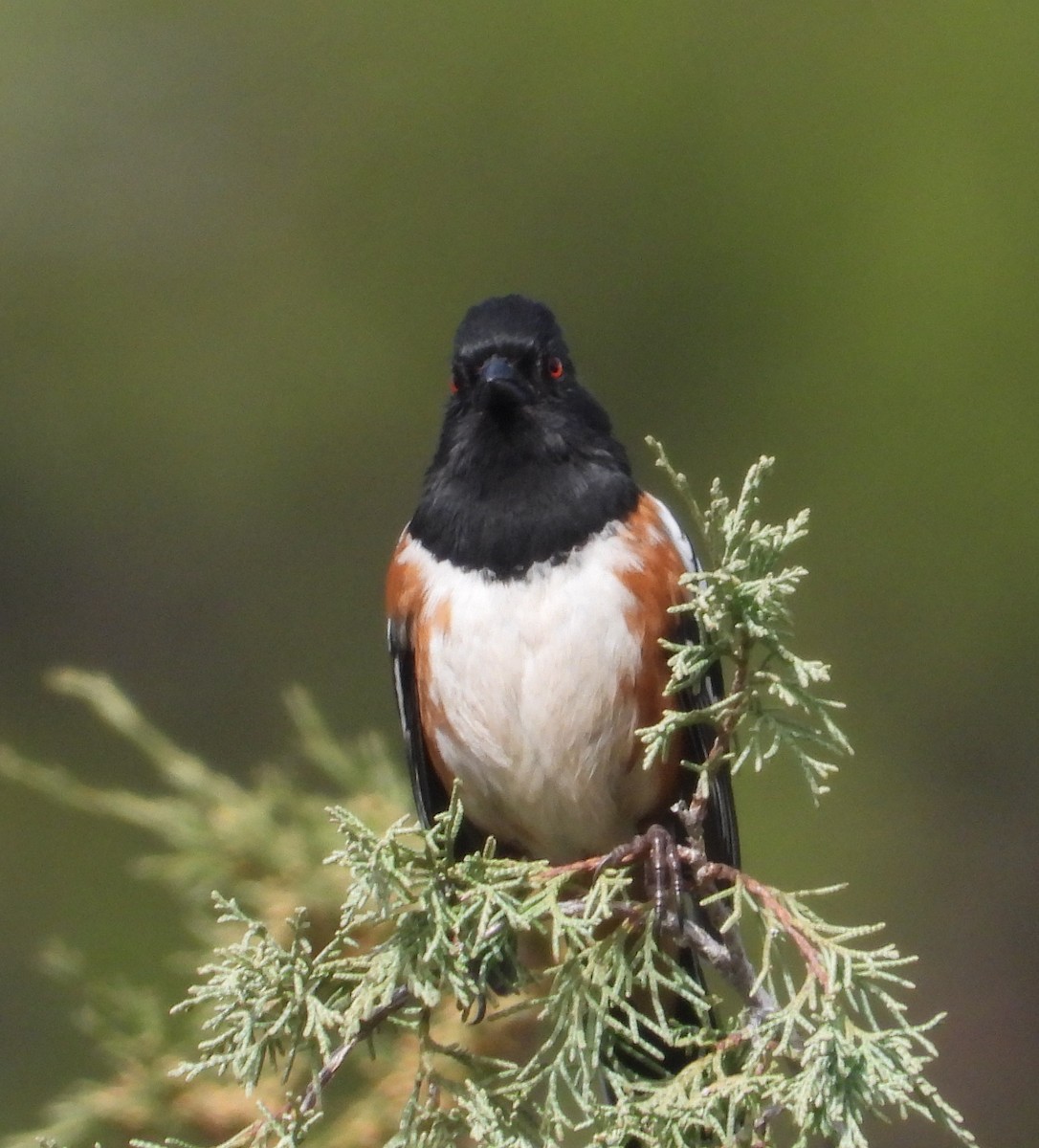 Spotted Towhee - ML618357389